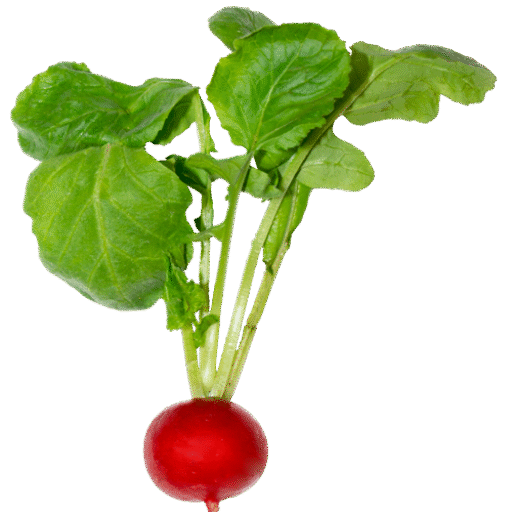 Alles frisch! Catering mit Geschmack Icon